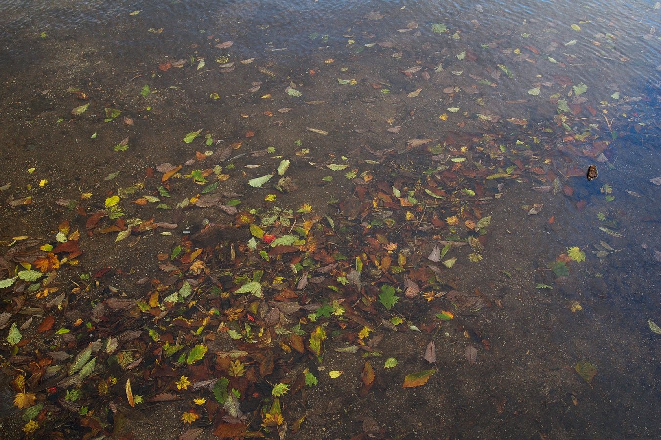 水中の紅葉　