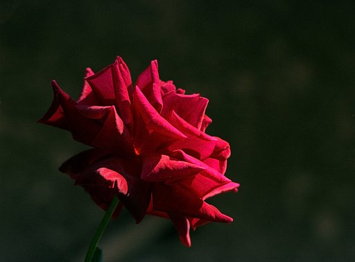 赤いバラ