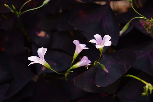 Super-Takumar 3.5/35 M42