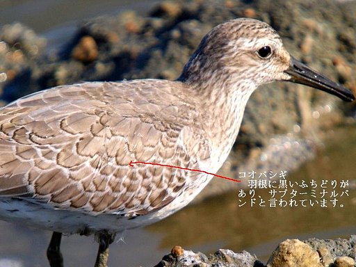 サブターミナルバンド