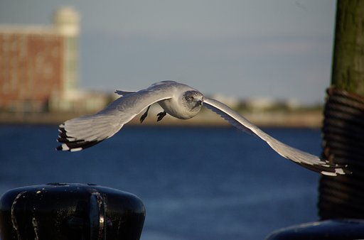ボストン港のカモメ