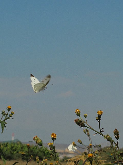 飛ぶ蝶