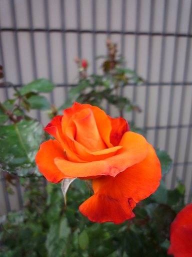 オレンジ色の薔薇