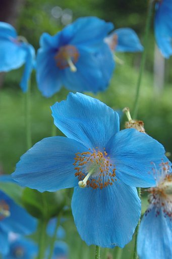 ヒマラヤの蒼いケシ