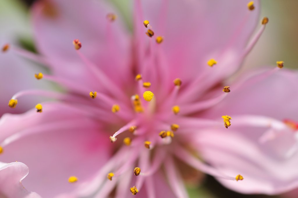 花！花！