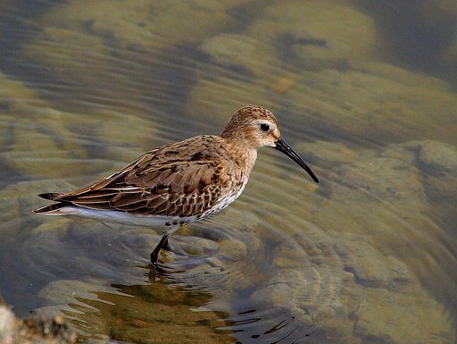 ハマシギ