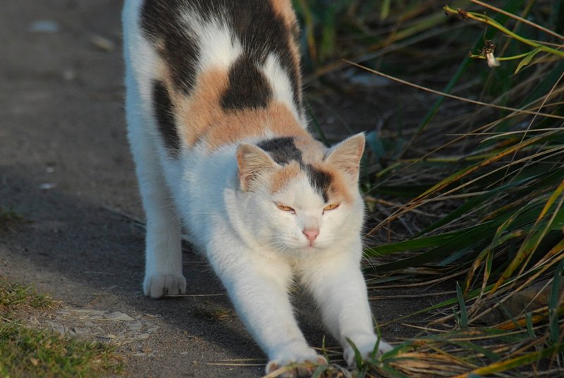 ねこバスｗ