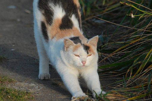 ねこバスｗ