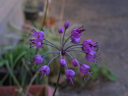 砂丘ラッキョウの花が咲き始めました。