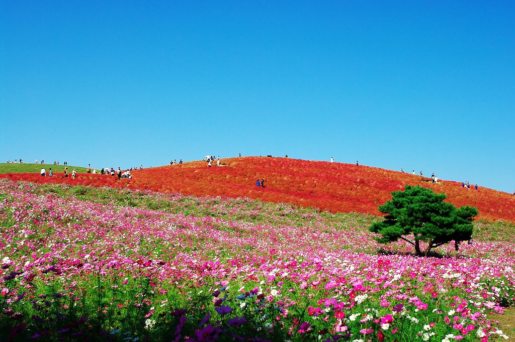 紅葉する草・・・