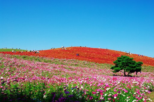 紅葉する草・・・