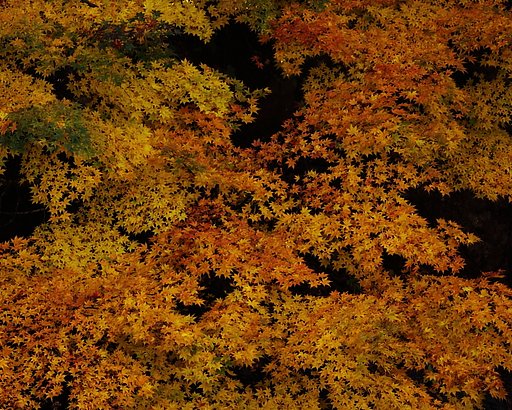 紅葉三昧