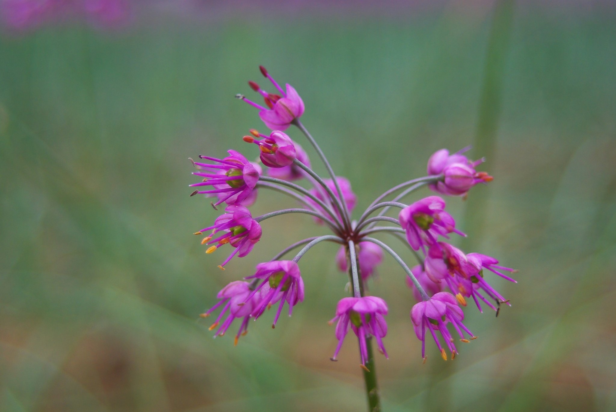 砂丘ラッキョウの花!