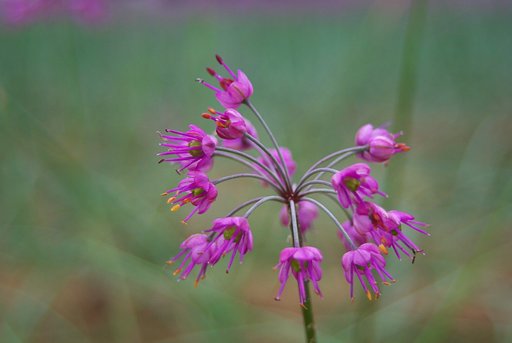 砂丘ラッキョウの花!