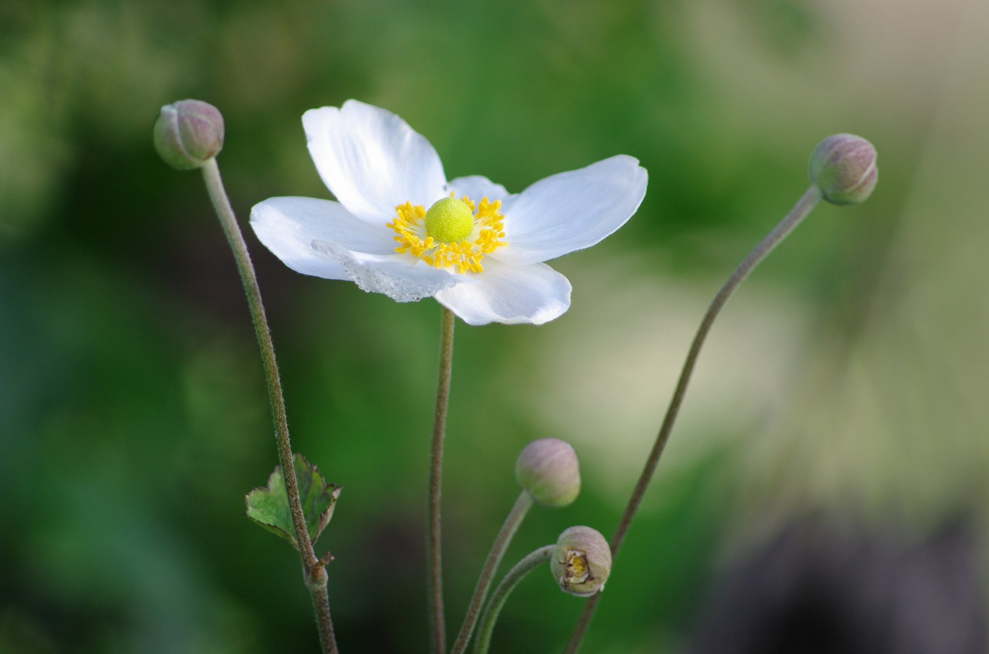 土手に咲く花