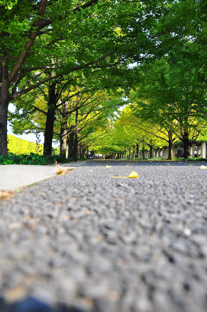 秋の散歩道