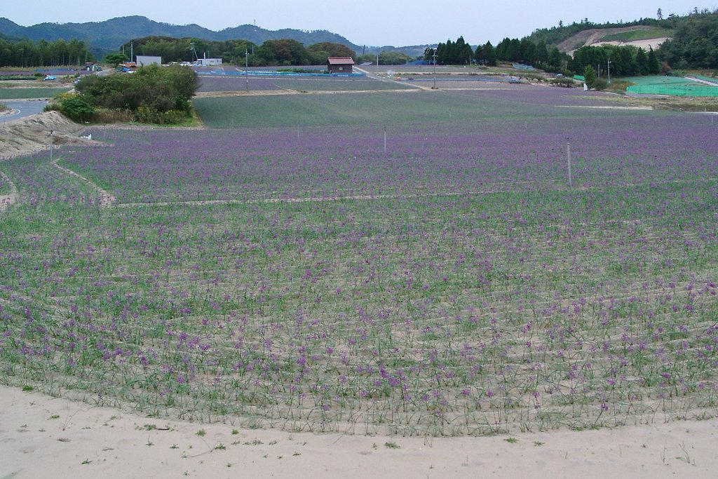 砂丘のラッキョウ畑!