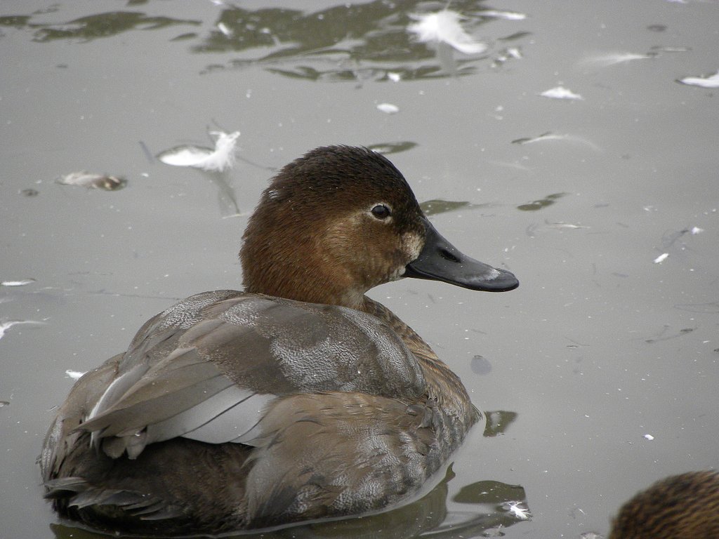 ホシハジロ幼鳥