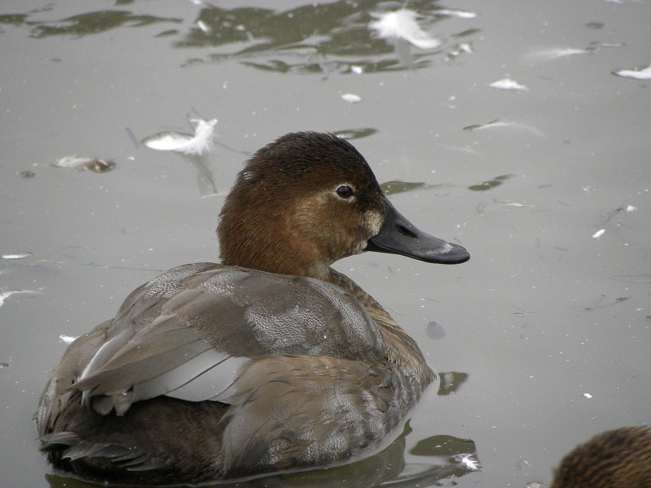 ホシハジロ幼鳥