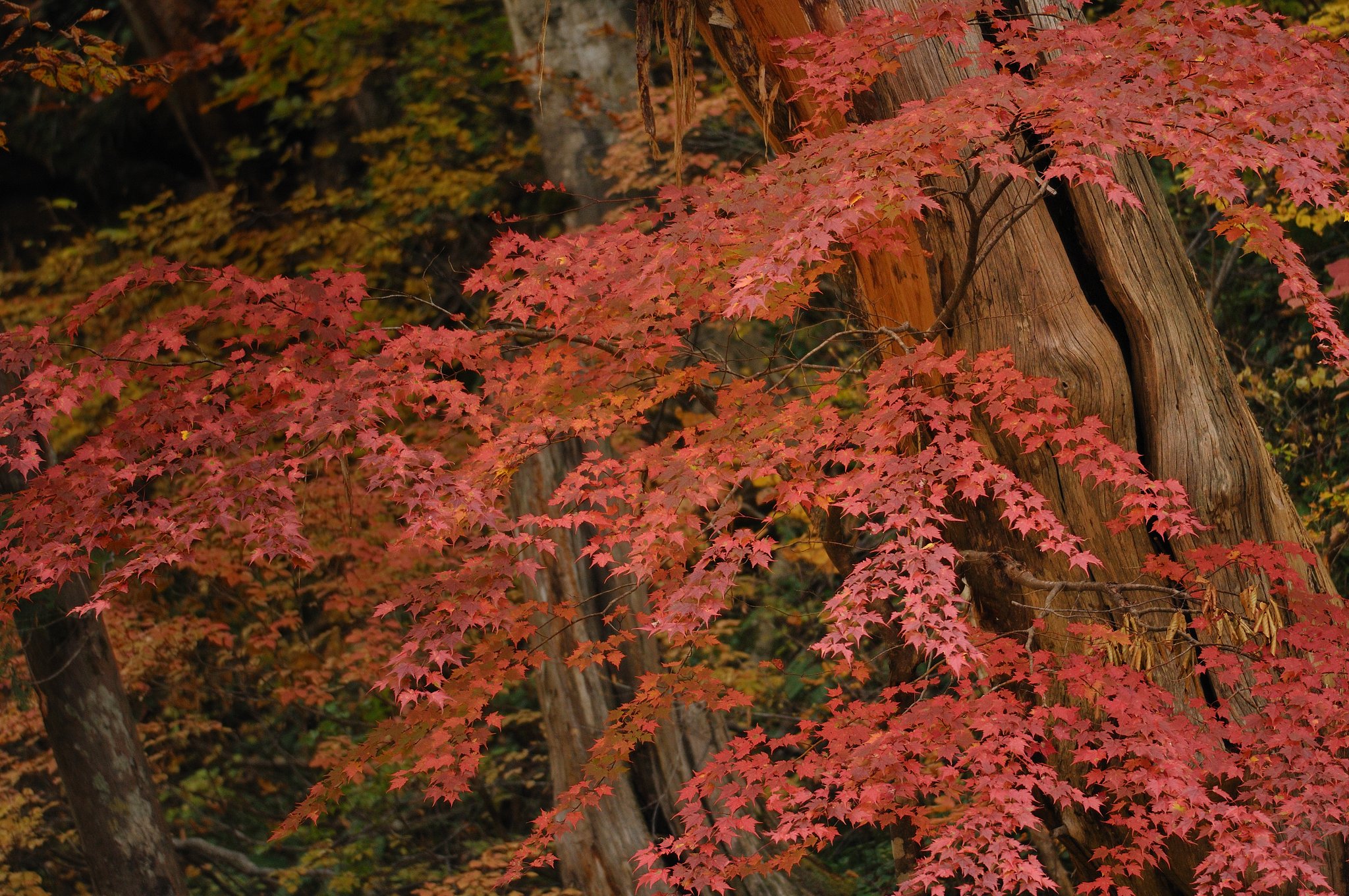 紅葉