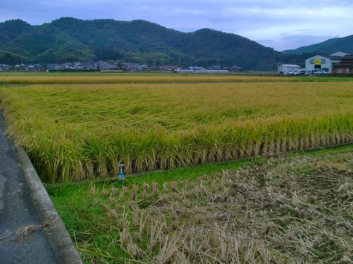 まだ田んぼに稲が!