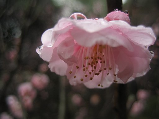 春雨と梅の花