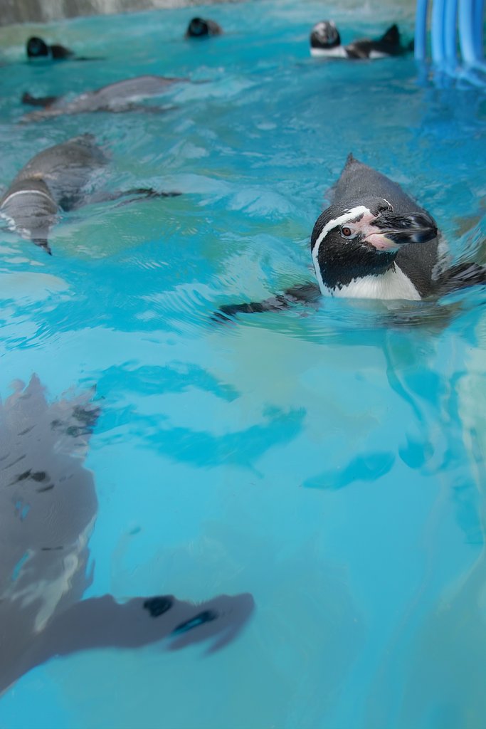 ペンギン