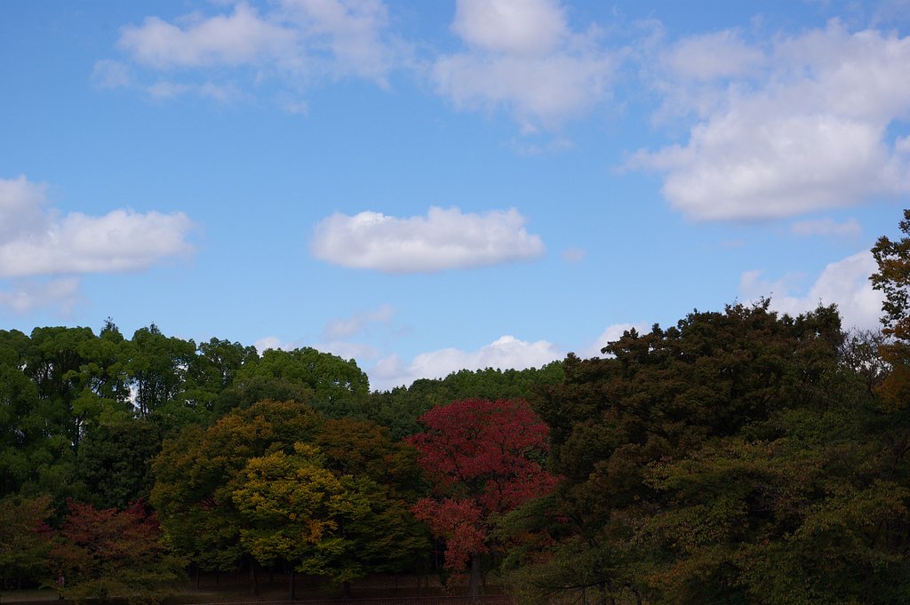 紅葉