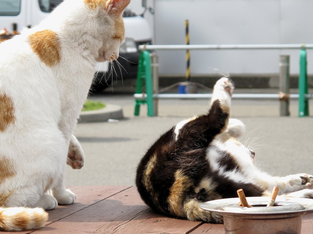 私の勝ち！