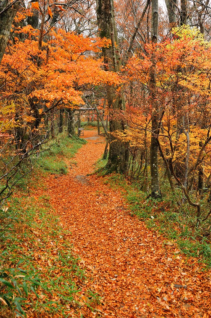 石鎚山の参道