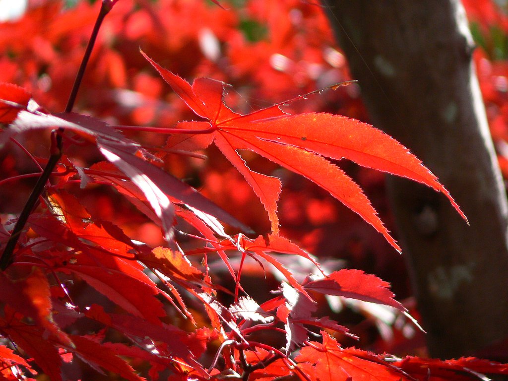 【秋】かえで