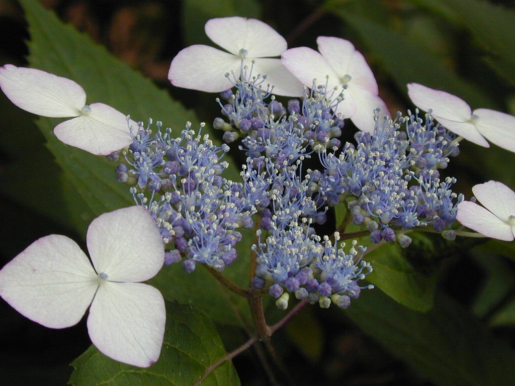 町田・えびね苑の紫陽花