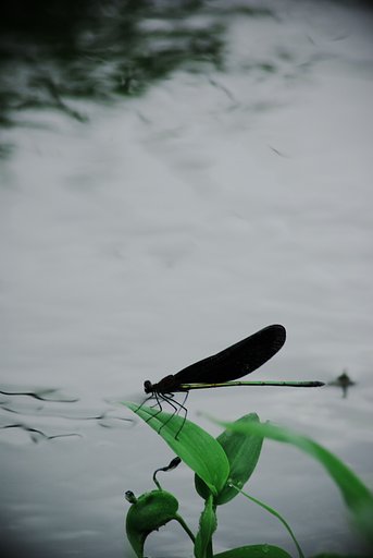 【水】水辺に