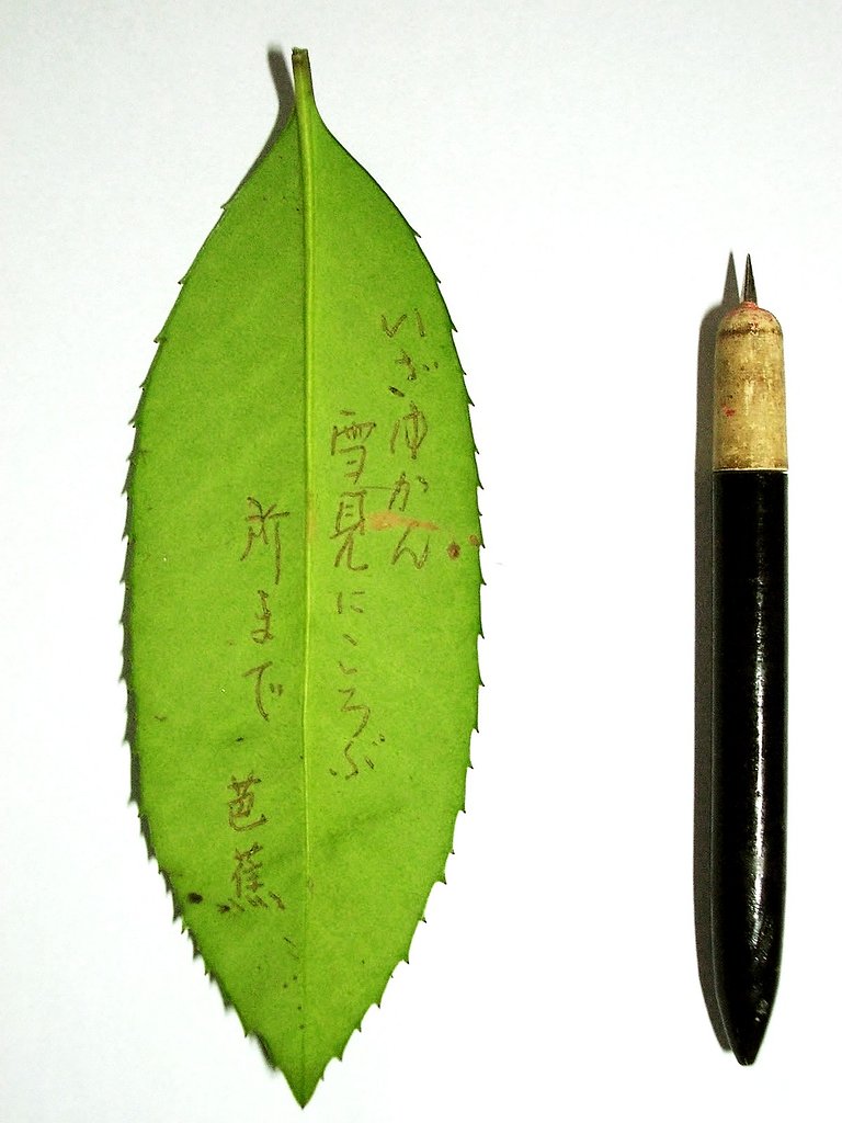 はがき