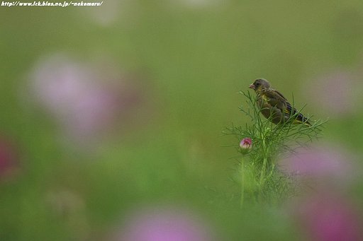 （続）コスモスとカワラヒワ
