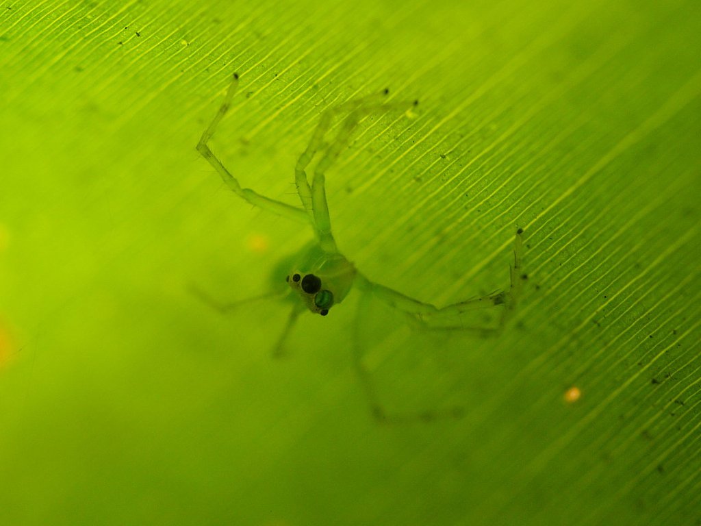 Green Monter