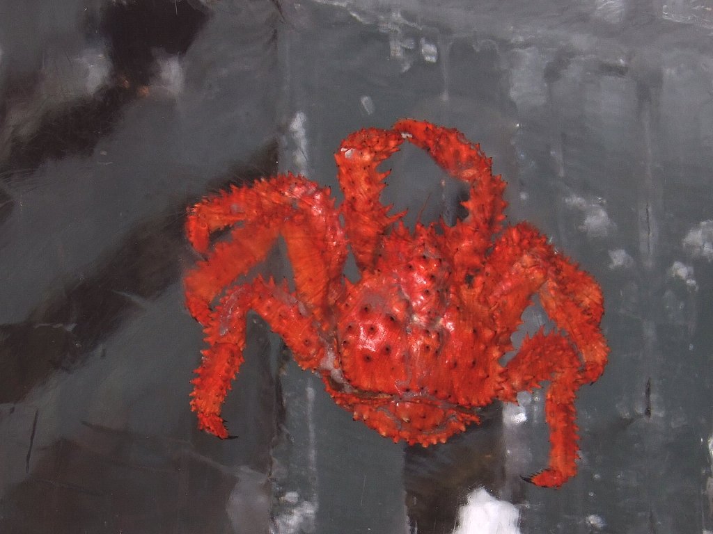 氷の中のカニ