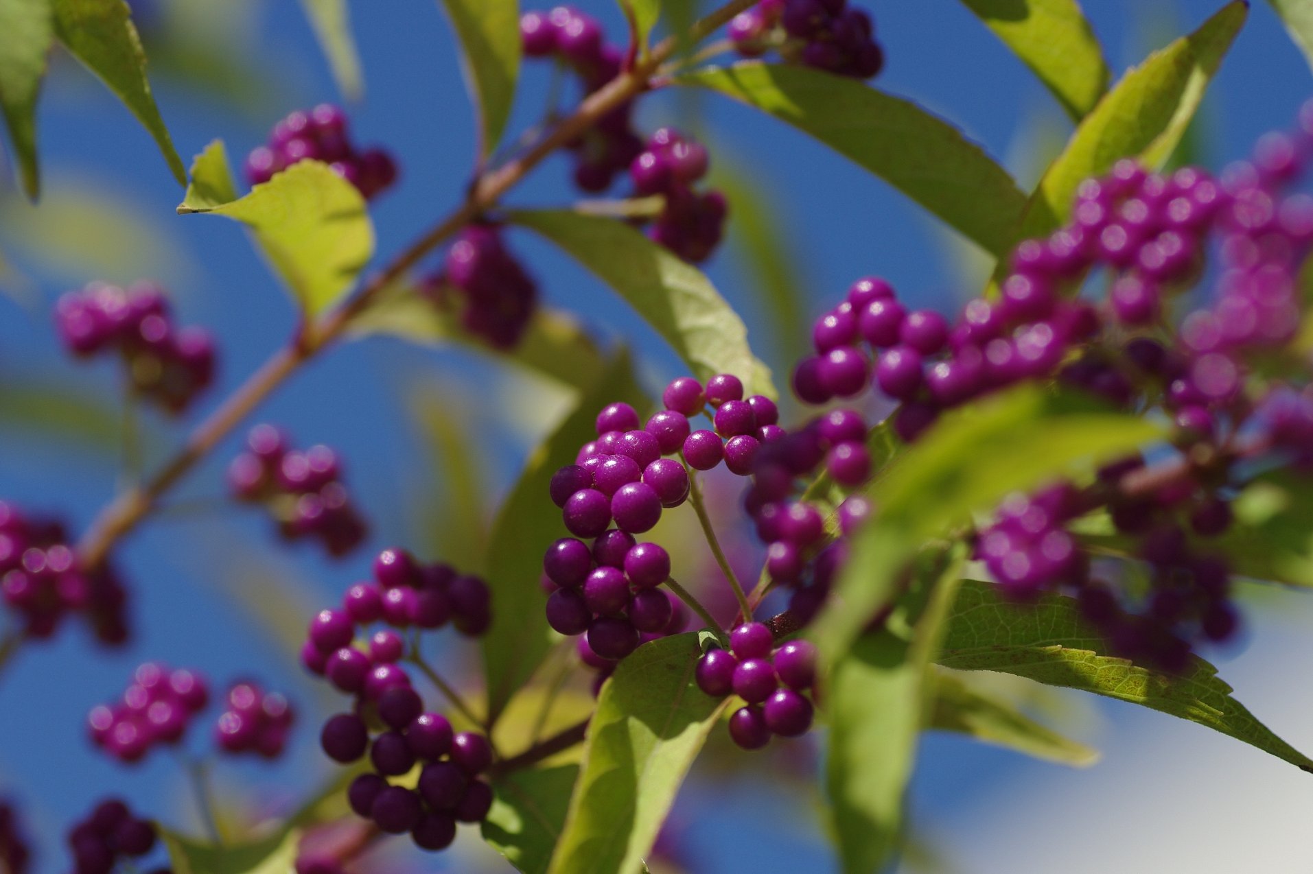 この実なんの実？