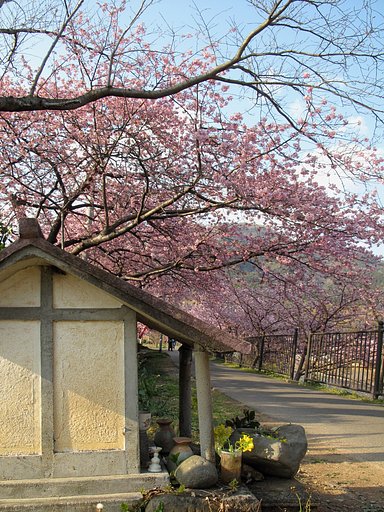 河津桜とお堂