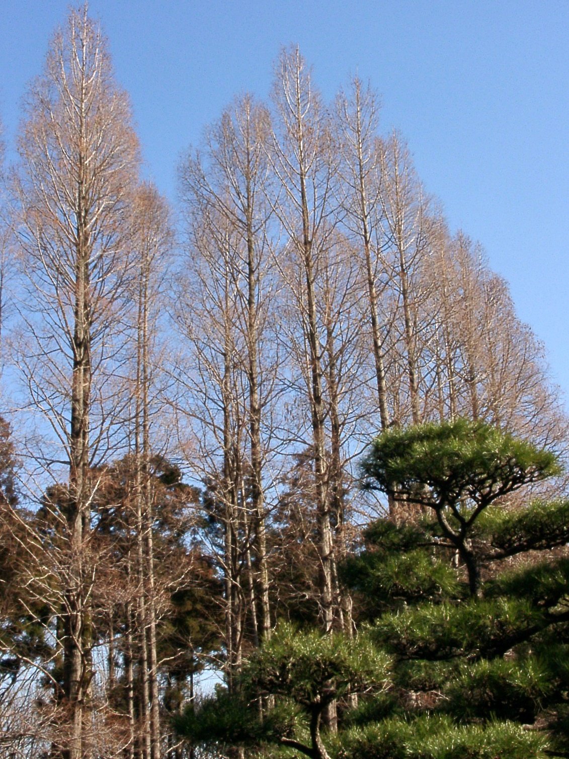 ★新春の植物園から-05