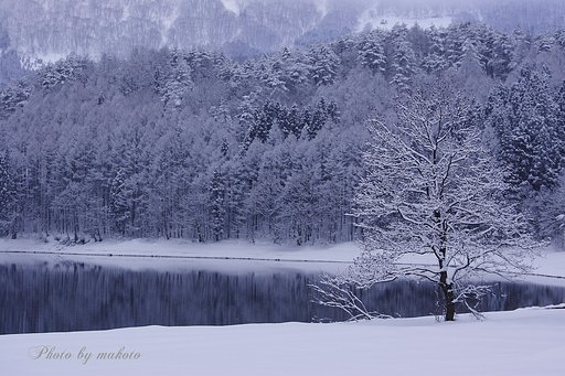 激寒の蒼