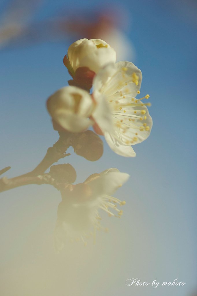 青空に可憐に