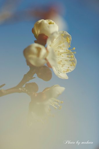 青空に可憐に