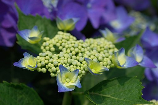 紫陽花