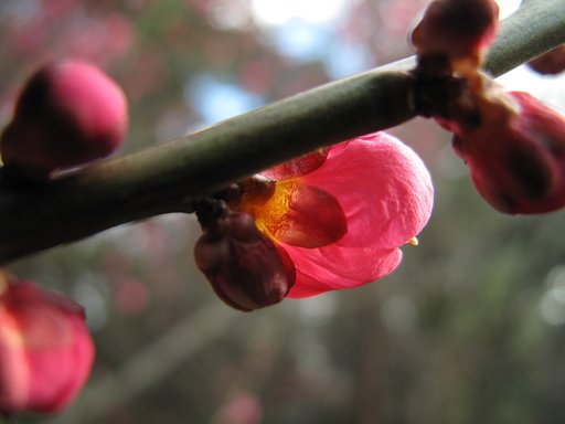 紅梅の蕾
