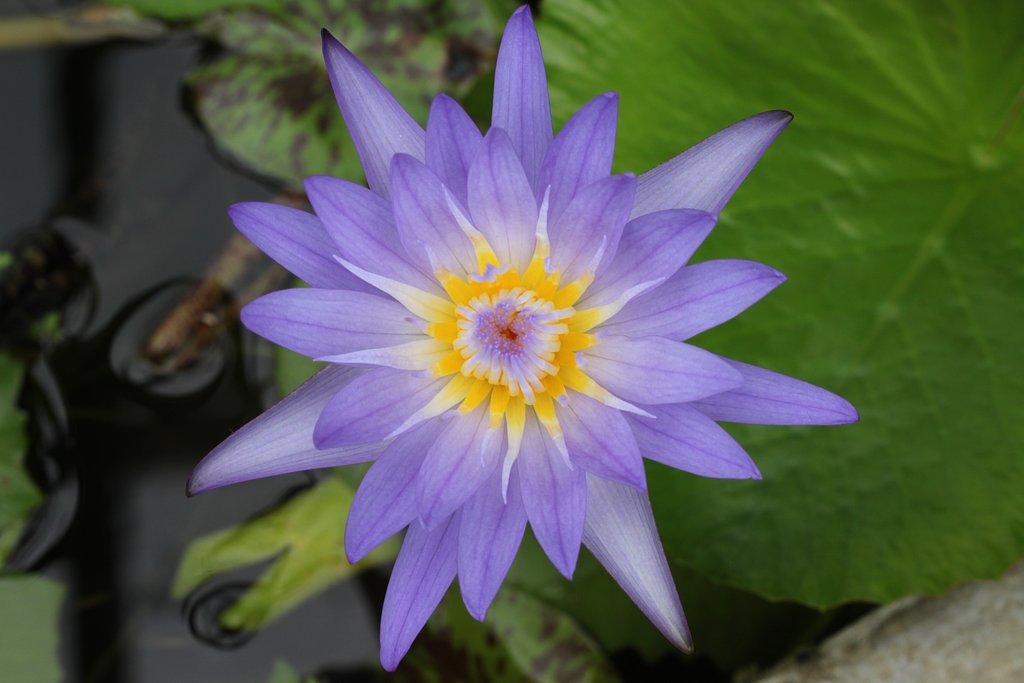 太陽
