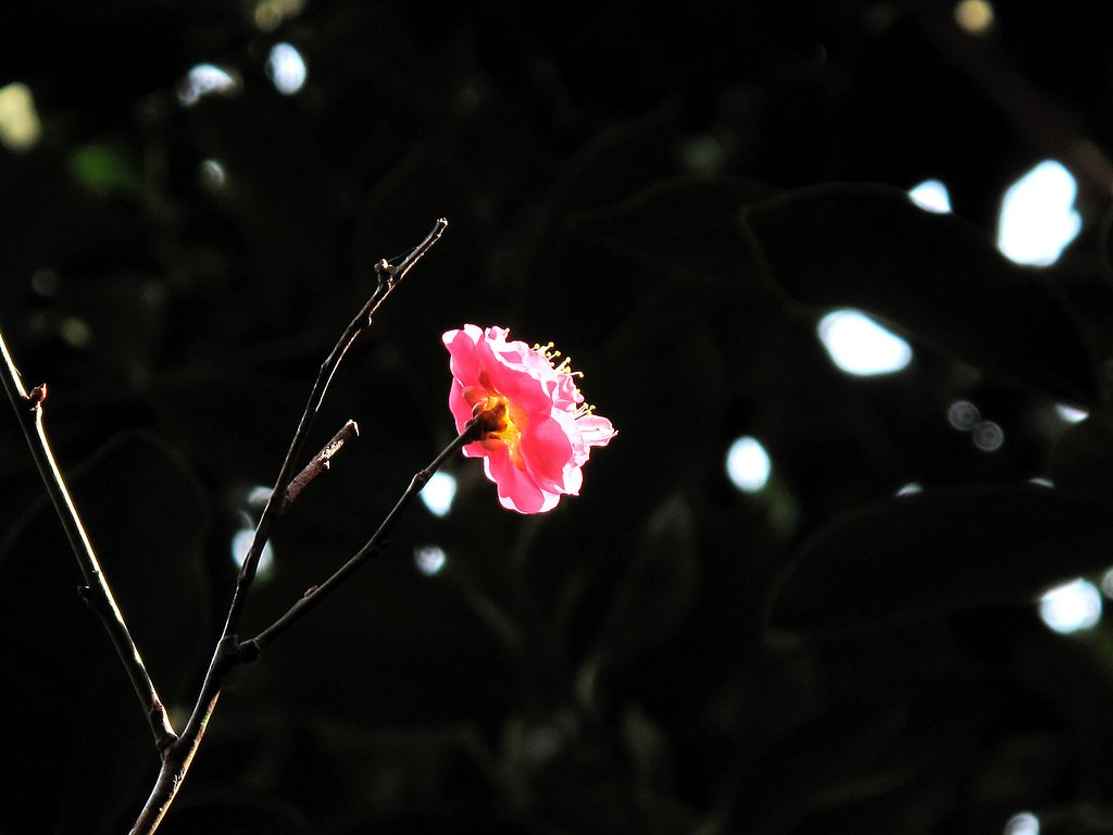 紅梅