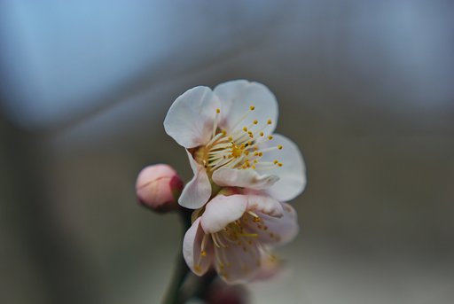 紅梅縦二連咲き
