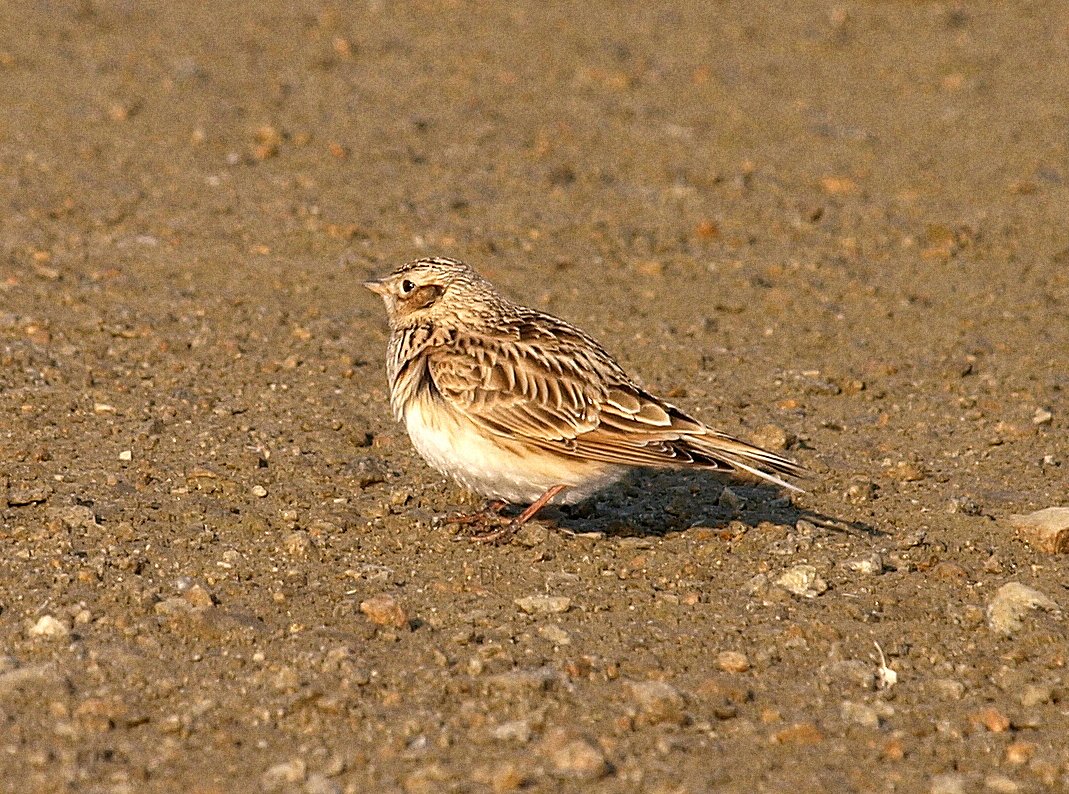 チュウヒバリ
