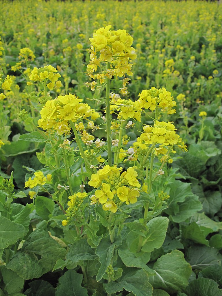 菜の花畑